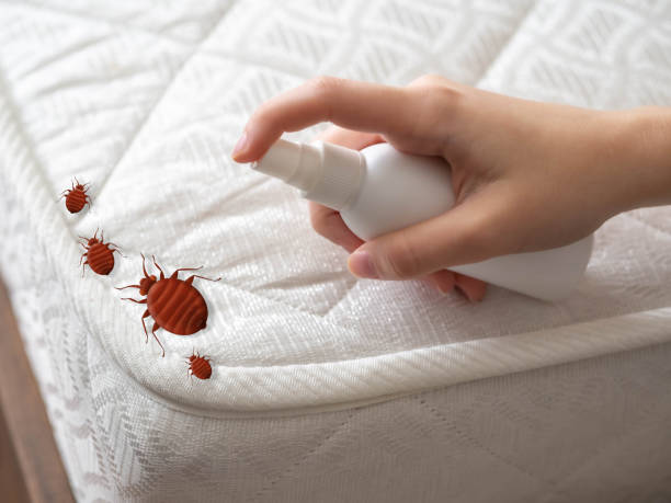 Best Pest Control Near Me  in French Mp, CA