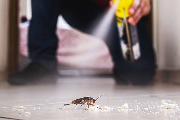 Best Cockroach Control Services  in French Mp, CA